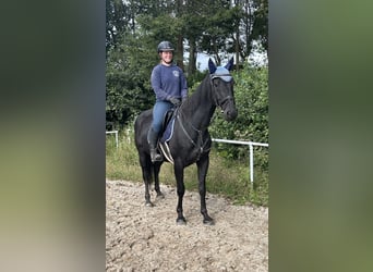 Tschechisches Warmblut, Wallach, 8 Jahre, 16 hh, Rappe