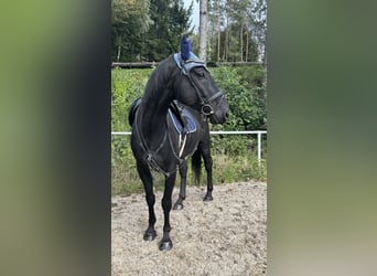 Tschechisches Warmblut, Wallach, 8 Jahre, 16 hh, Rappe