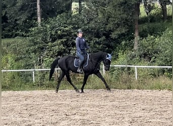 Tschechisches Warmblut, Wallach, 8 Jahre, 16 hh, Rappe