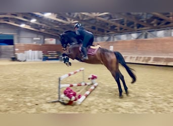 Czech Warmblood, Gelding, 8 years, 16,2 hh, Brown