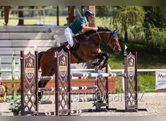 Czech Warmblood, Gelding, 8 years, 16,3 hh, Brown