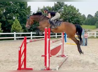 Czech Warmblood, Gelding, 8 years, 16,3 hh, Brown