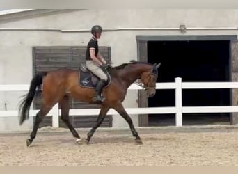 Czech Warmblood, Gelding, 8 years, 16,3 hh, Brown