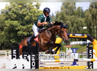 Czech Warmblood, Gelding, 8 years, 16,3 hh, Brown