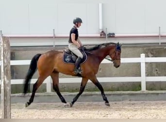 Czech Warmblood, Gelding, 8 years, 16,3 hh, Brown