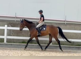 Czech Warmblood, Gelding, 8 years, 16,3 hh, Brown