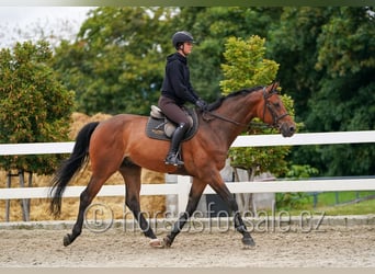 Czech Warmblood, Gelding, 8 years, 16,3 hh, Brown