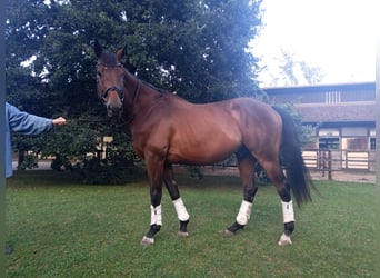 Tschechisches Warmblut, Wallach, 8 Jahre, 17 hh, Dunkelbrauner