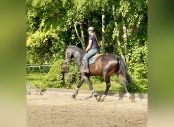 Czech Warmblood, Gelding, 8 years, 17 hh, Bay-Dark