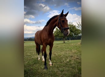 Czech Warmblood, Gelding, 8 years, 17 hh, Brown