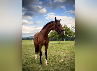Czech Warmblood, Gelding, 8 years, 17 hh, Brown