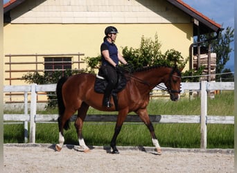 Czech Warmblood, Gelding, 8 years, 17 hh, Brown