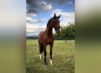 Czech Warmblood, Gelding, 8 years, 17 hh, Brown