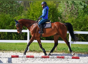 Czech Warmblood, Gelding, 8 years, 17 hh, Brown