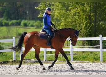 Czech Warmblood, Gelding, 8 years, 17 hh, Brown