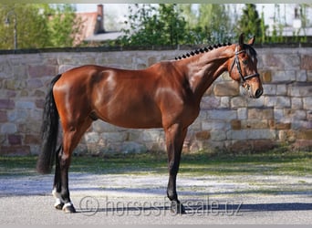 Czech Warmblood, Gelding, 8 years, 17 hh, Brown