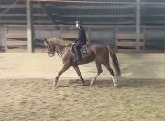 Czech Warmblood, Gelding, 8 years, 17,2 hh, Chestnut-Red