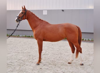 Czech Warmblood, Gelding, 9 years, 16.1 hh, Chestnut-Red