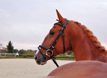 Tschechisches Warmblut, Wallach, 9 Jahre, 16,1 hh, Fuchs