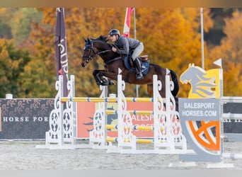 Czech Warmblood, Gelding, 9 years, 16.2 hh, Brown