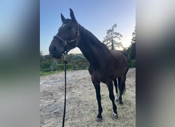 Czech Warmblood, Gelding, 9 years, 16,3 hh, Bay-Dark