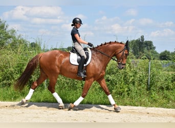 Czech Warmblood, Gelding, 9 years, 17 hh, Chestnut-Red