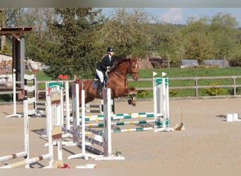 Czech Warmblood, Gelding, 9 years, 17 hh, Chestnut-Red