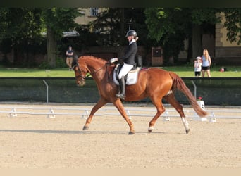 Czech Warmblood, Gelding, 9 years, 17 hh, Chestnut-Red