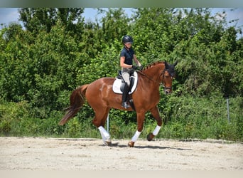 Czech Warmblood, Gelding, 9 years, 17 hh, Chestnut-Red