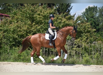 Czech Warmblood, Gelding, 9 years, 17 hh, Chestnut-Red