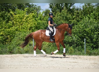 Czech Warmblood, Gelding, 9 years, 17 hh, Chestnut-Red