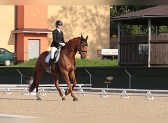 Czech Warmblood, Gelding, 9 years, 17 hh, Chestnut-Red