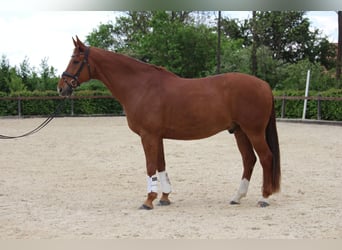 Czech Warmblood, Gelding, 9 years, 17 hh, Chestnut-Red