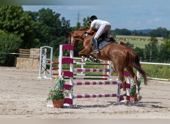 Czech Warmblood, Mare, 10 years, 16.2 hh, Chestnut