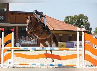 Czech Warmblood, Mare, 10 years, 16.2 hh, Chestnut