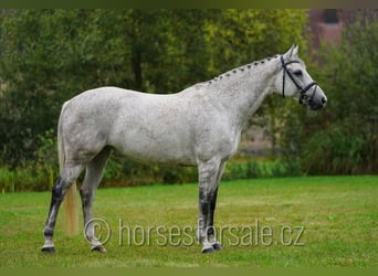 Czech Warmblood, Mare, 10 years, 16 hh, Grey
