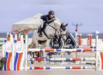 Czech Warmblood, Mare, 10 years, 16 hh, Grey