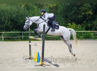 Czech Warmblood, Mare, 10 years, 16 hh, Grey