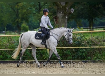 Czech Warmblood, Mare, 10 years, 16 hh, Grey