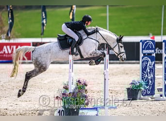 Czech Warmblood, Mare, 10 years, 16 hh, Grey