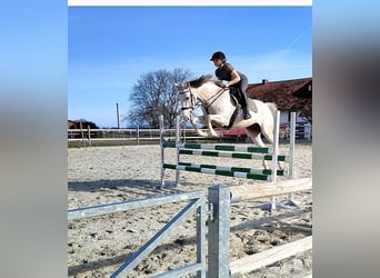 Czech Warmblood, Mare, 10 years, 16,1 hh, Grey-Fleabitten