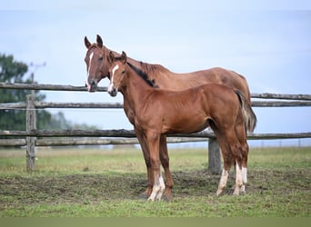 Czech Warmblood, Mare, 10 years, 16,2 hh, Chestnut