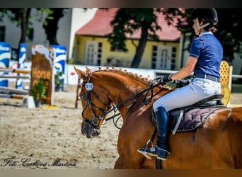 Czech Warmblood, Mare, 10 years, 16,2 hh, Chestnut
