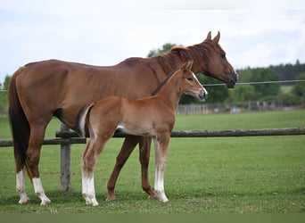 Czech Warmblood, Mare, 10 years, 16,2 hh, Chestnut
