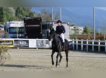 Czech Warmblood, Mare, 10 years, 17,1 hh, Black