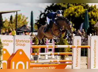 Czech Warmblood, Mare, 11 years, 16.1 hh, Bay