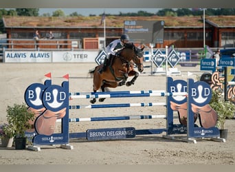 Czech Warmblood, Mare, 11 years, 16.1 hh, Bay