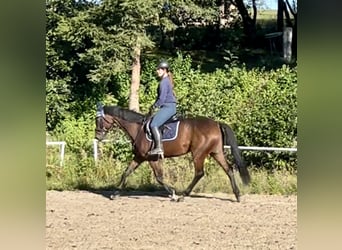 Tschechisches Warmblut, Stute, 11 Jahre, 16,1 hh, Brauner