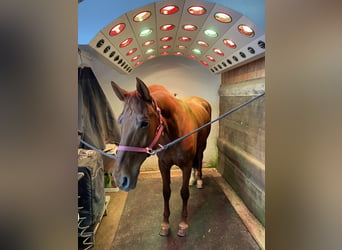 Czech Warmblood, Mare, 11 years, 16,1 hh, Chestnut-Red