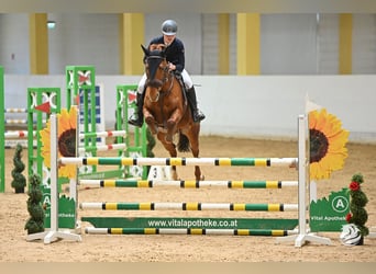 Czech Warmblood, Mare, 11 years, 16,1 hh, Chestnut-Red